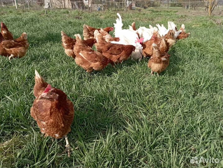 Домашние куриные яйца