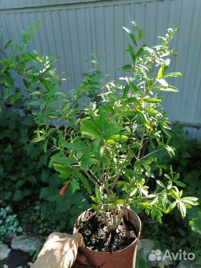 Гранат комнатный