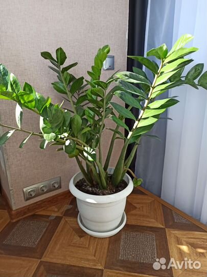 Замиокулькас, юкка, драцена и фикус