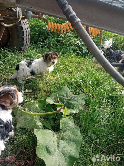 Цветной Йорк