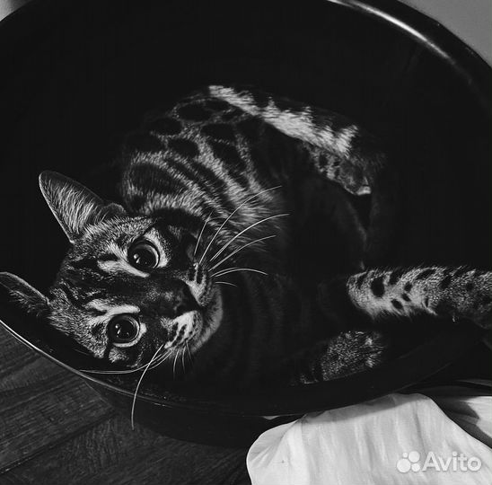 Бенгальский кот