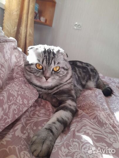 Вязка шотландский кот
