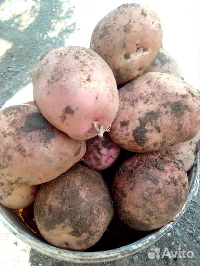 Картофель, хренодёр