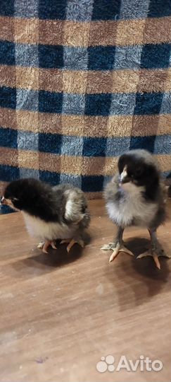 Маран черно медный