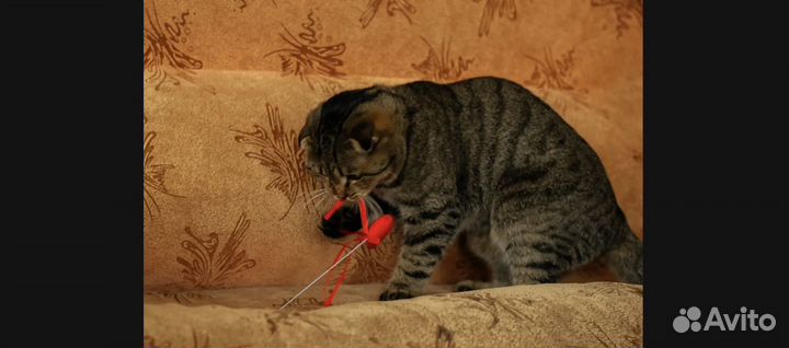 Шотландский кот в добрые руки