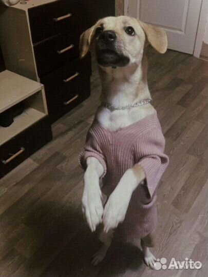 Собаки бесплатно