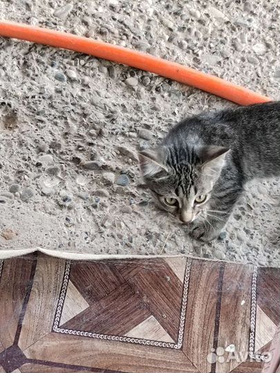 Кошки в добрые руки бесплатно