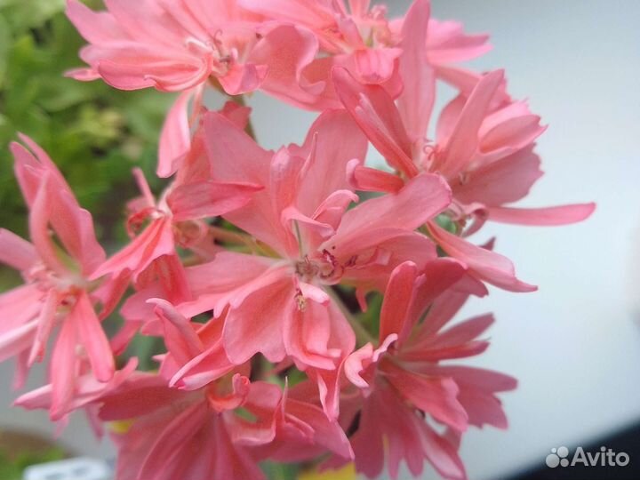 Пеларгония герань