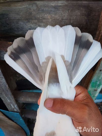 Армянские голуби