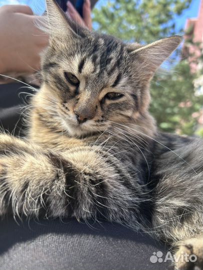 Кот в добрые руки