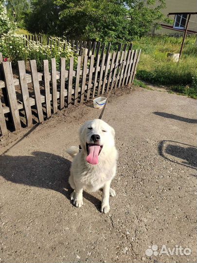 Щенок. Помесь лайки