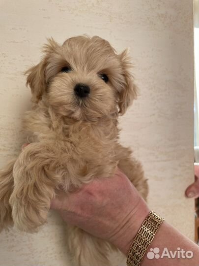 Мальтипу премиум мини