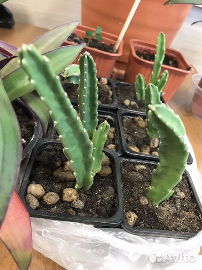 Стапелия суккулентное растение