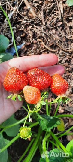 Клубника сортовая