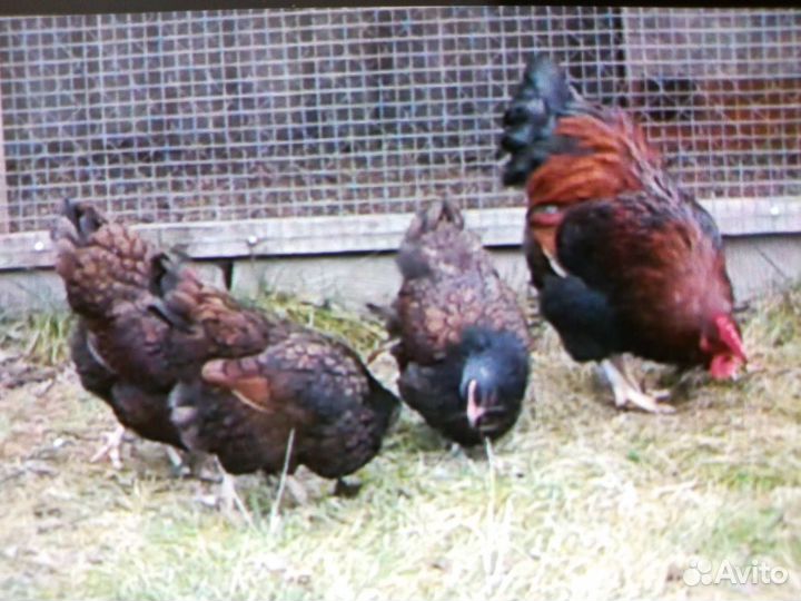 Инкубационное яйцо барневельдер золотистый