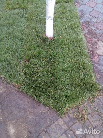 Рулонный газон под ключ