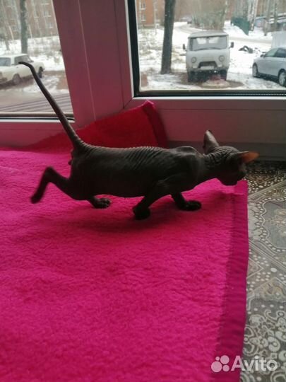 Канадский сфинкс котенок