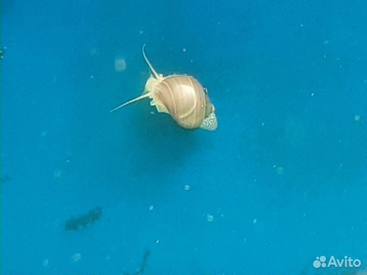 Аквариум, аквариумные рыбки, улитки ампулярии