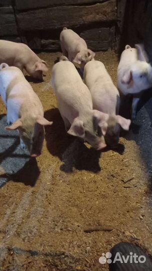 Поросята