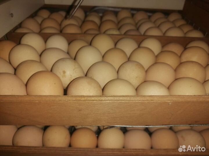 Инкубационное яйцо цесарки