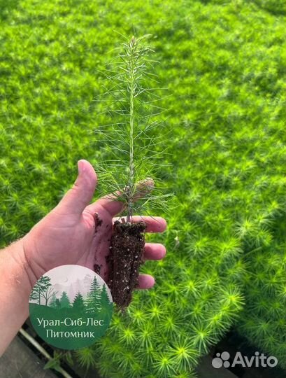 Сеянцы зкс Сосна Ель Лиственница окс Голуб Горн