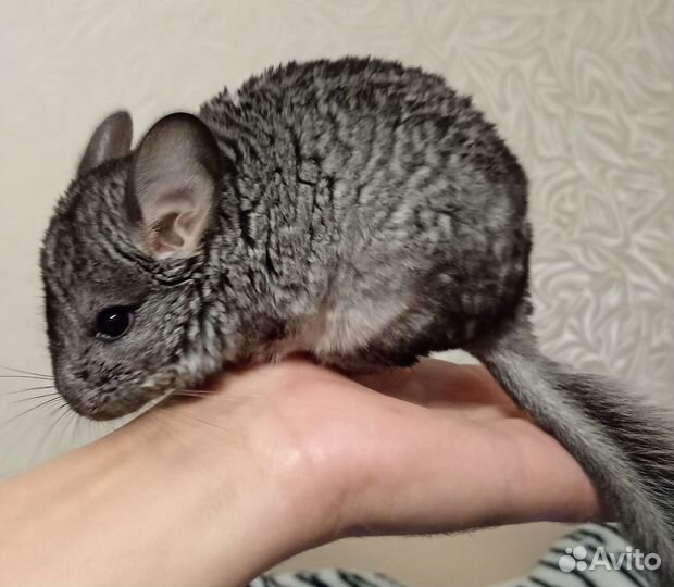 Шиншилла. Девочка. Торг