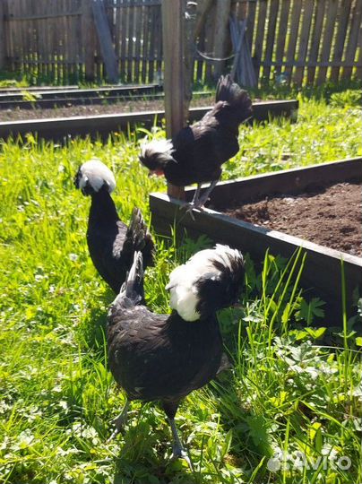Семья кур Голландские белохохлые