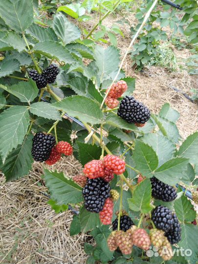 Ежевика Блек Джем и др