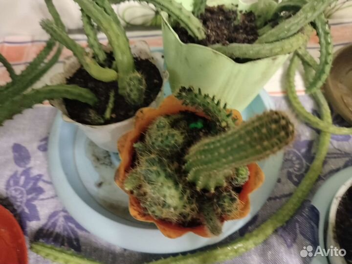 Молоденькие кактусы,интерэр для компютеров