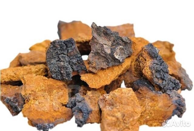 Чага сухая продам