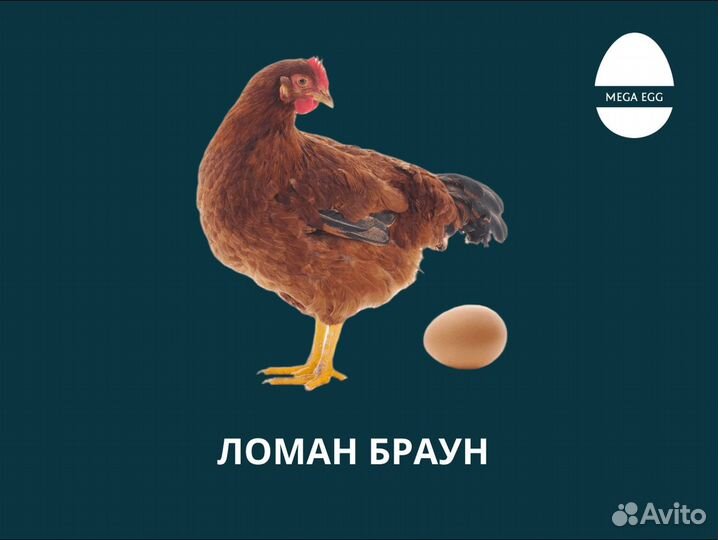 Инкубационное яйцо