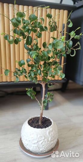 Фикус Барок. Два варианта. Без горшка