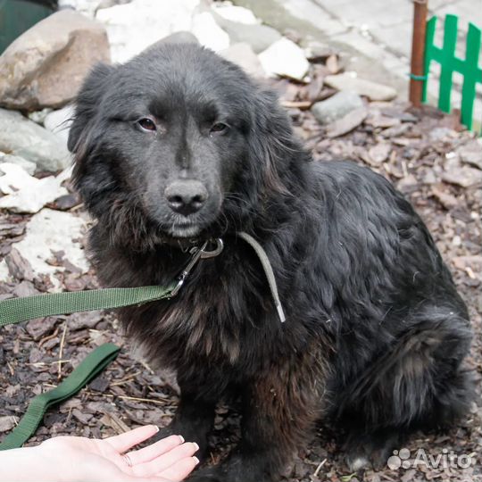 Мягкий добрый и деловой медведь в дар