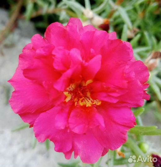 Портулак семена