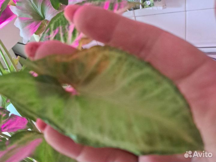 Сингониумы