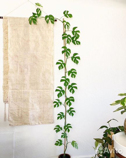 Монстера минима, филодендрон медуза