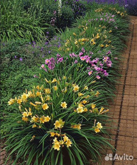 Продаю наборами. Лилейники сортовые -Яркие краски