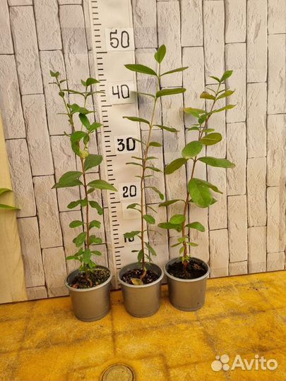 Гуайава, Сизигум,Гликосмис Джин Берри