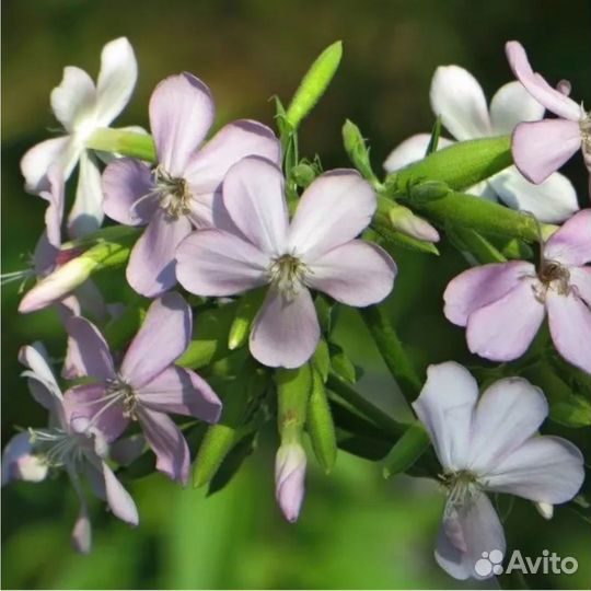 Мыльнянка лекарственная