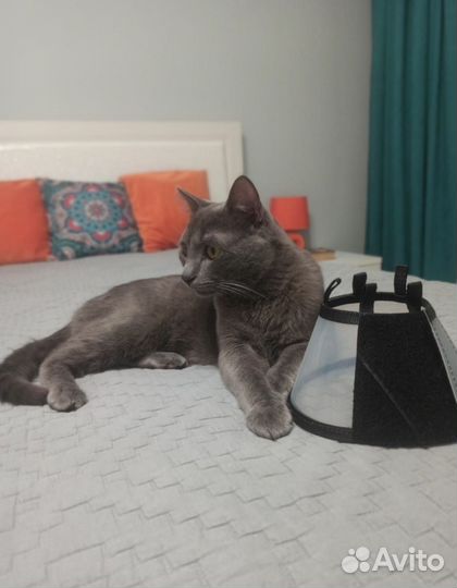 Защитный воротник для животных