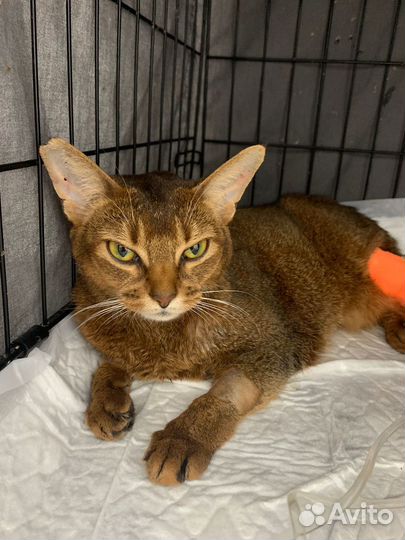 Ветеринарный врач