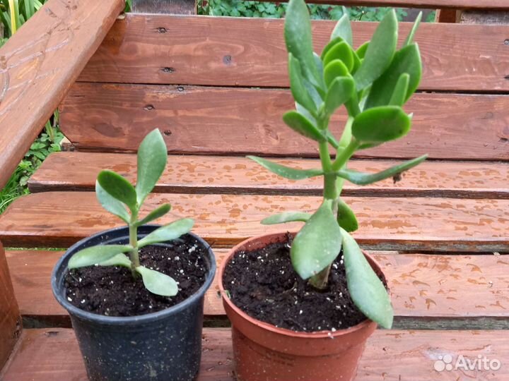 Толстянка,монстера,алоэ,фикус и др.комнатные цветы