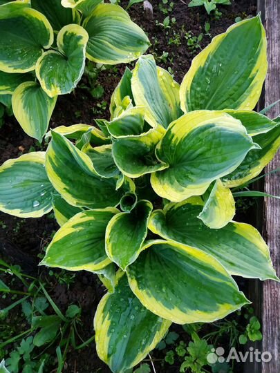 Хоста горная Ауреомаргината кустами