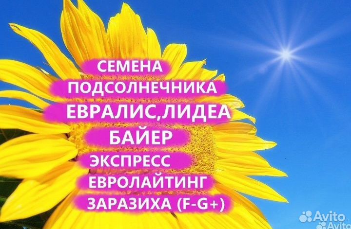 Семена подсолнечника Коссад (Сaussade), Калуга