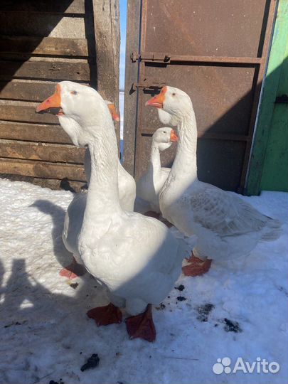 Гуси холмогорские