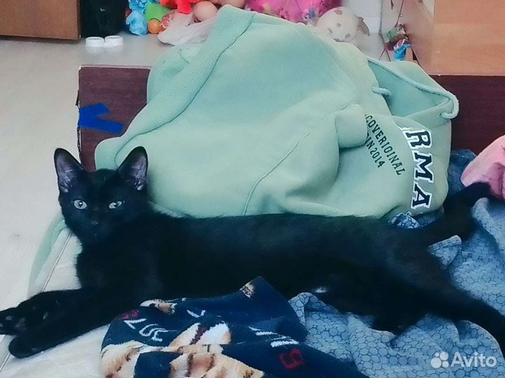 Кошка в дар бесплатно