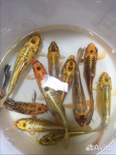 Прудовые карпы и кометы, прудовое оборудование