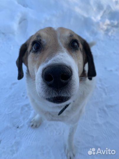 Собака в добрые руки