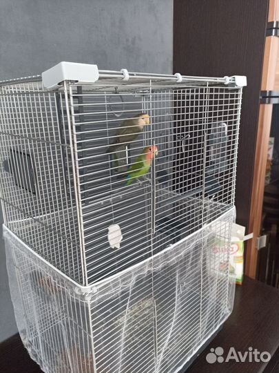 Попугаи неразлучники с клеткой