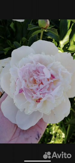 Пион Мадам Кало